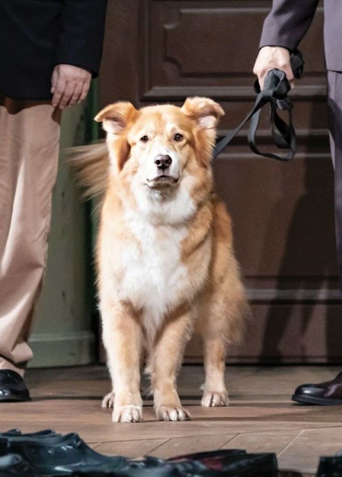 Спектакль «Собачье сердце»