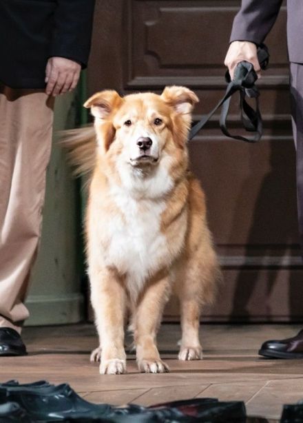 Спектакль «Собачье сердце»