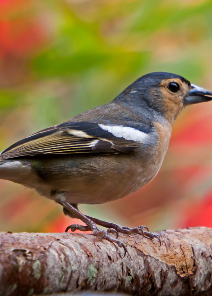 На Куршскую косу с посещением орнитологической станции